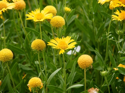 [Yellow daisies with what appear to be yellow balls in the center. The petals have fallen from some buds leaving just the ball on the stem.]